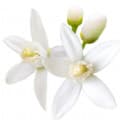 Flor de azahar
