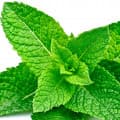 Menta