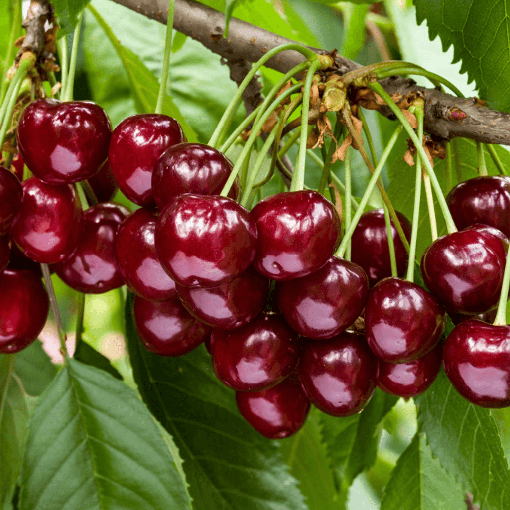 Cereza