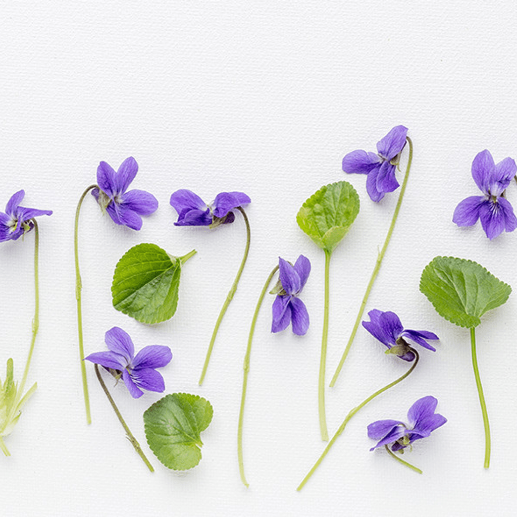 Hoja de violeta