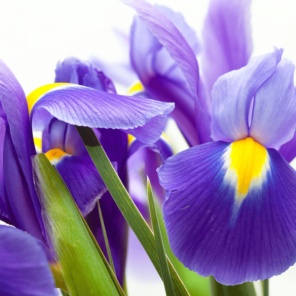 Iris