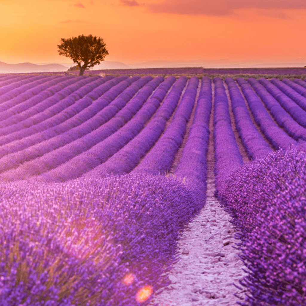 Lavanda