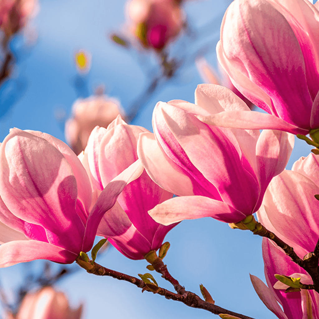 Magnolia