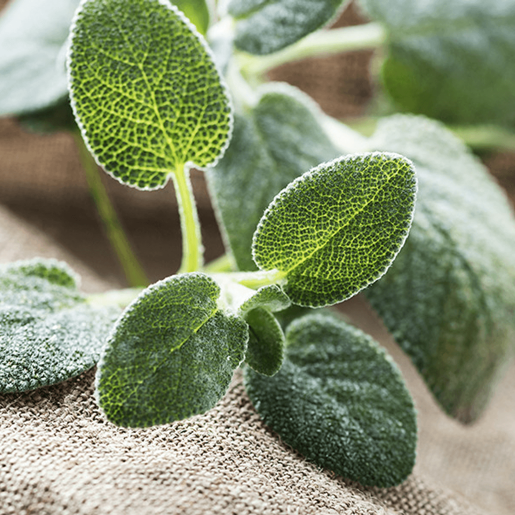 Salvia