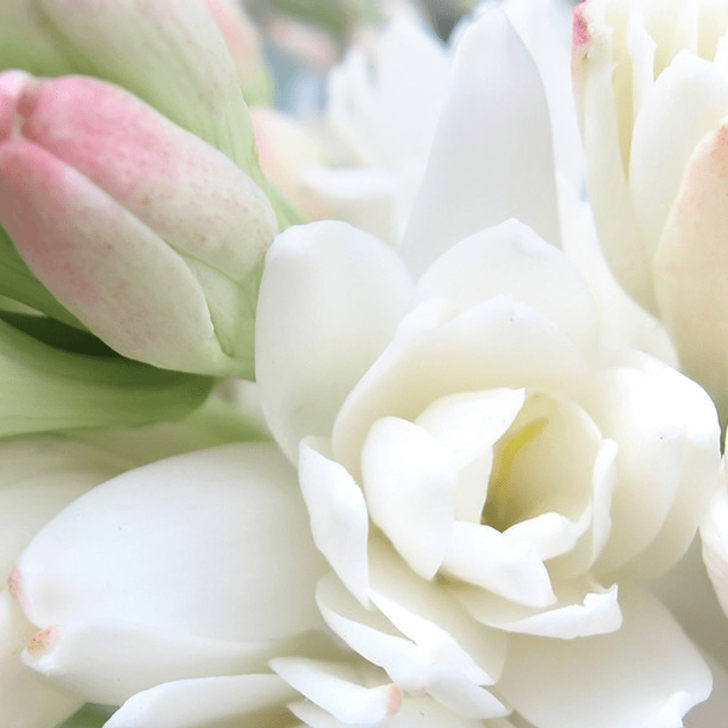 Tuberosa