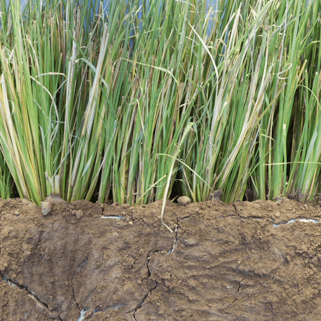 Vetiver