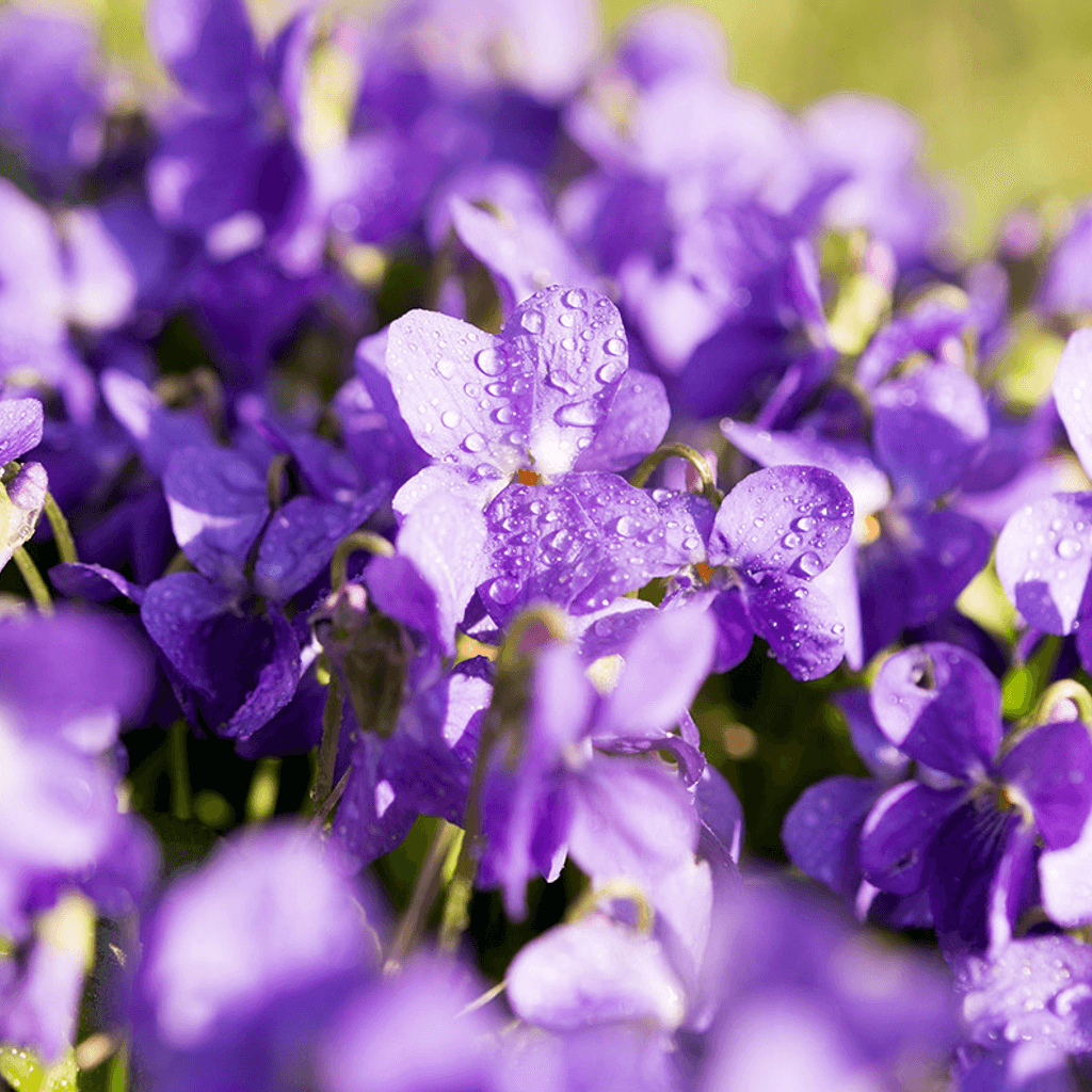 Violeta